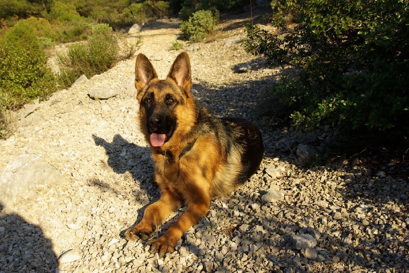 Darko (dit daïko) des Hauts du Bousquillon