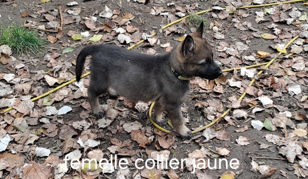 des Hauts du Bousquillon - Chiot disponible  - Berger Allemand