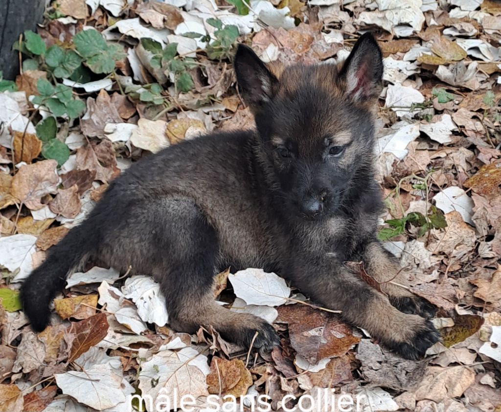 des Hauts du Bousquillon - Chiot disponible  - Berger Allemand