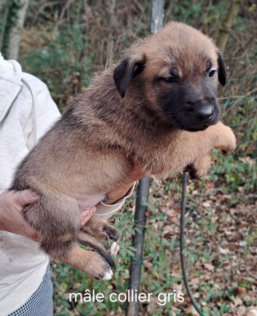 des Hauts du Bousquillon - Chiot disponible  - Berger Belge