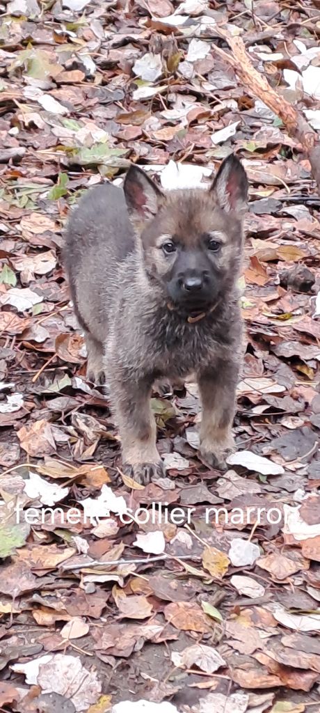 des Hauts du Bousquillon - Chiot disponible  - Berger Allemand