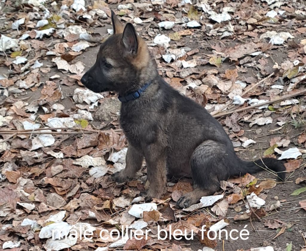 des Hauts du Bousquillon - Chiot disponible  - Berger Allemand