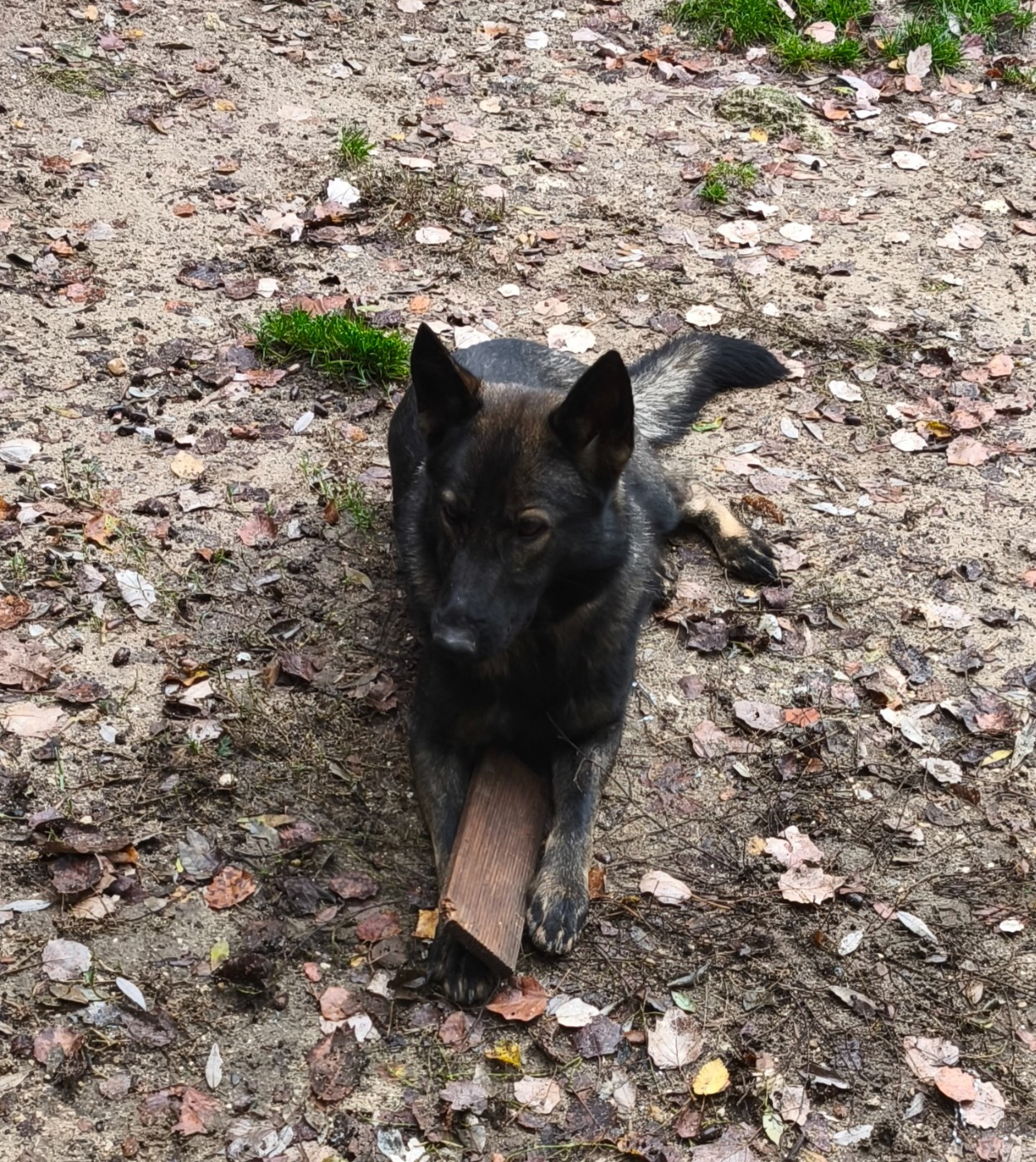 Vaïana des Hauts du Bousquillon
