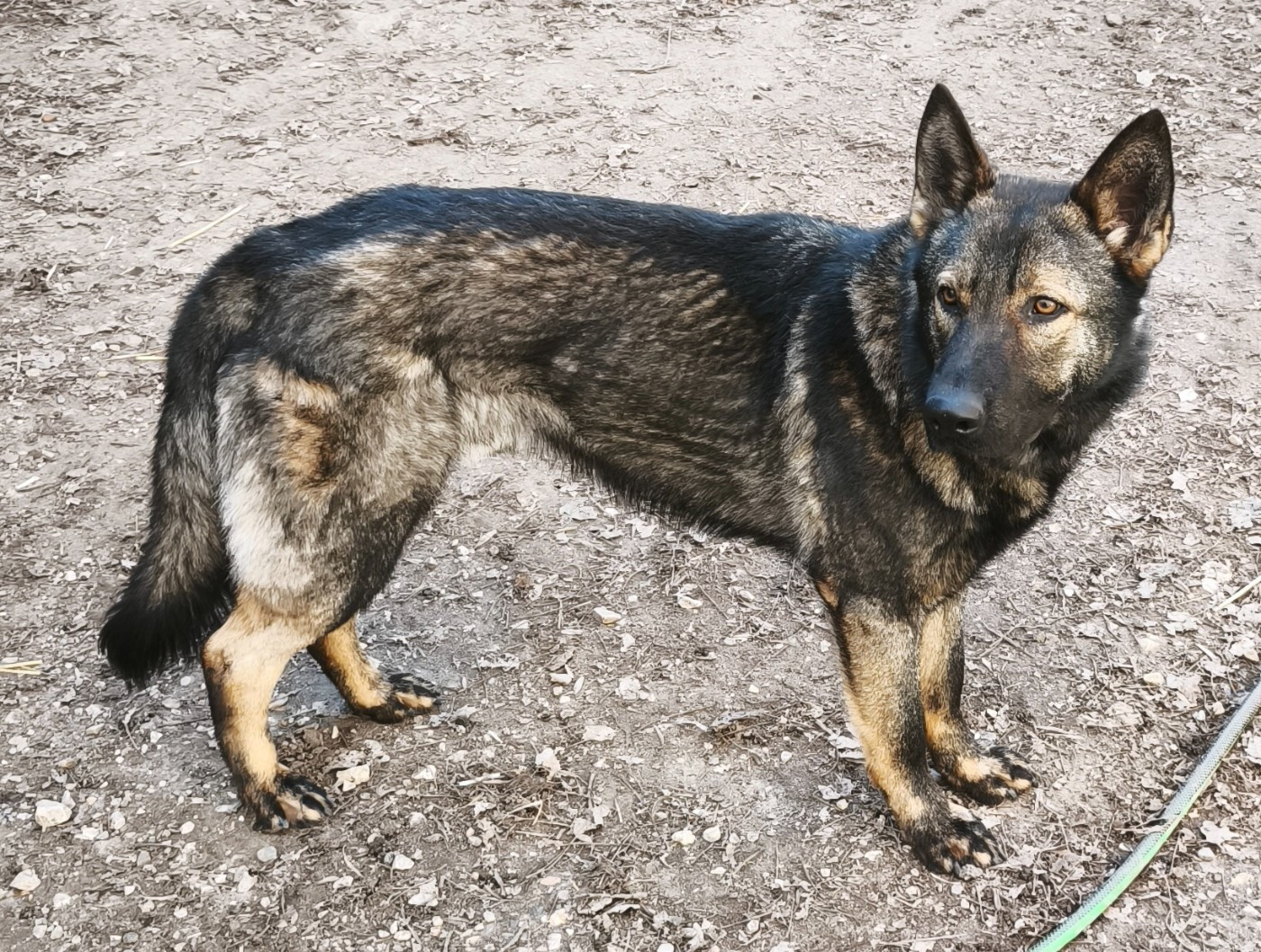 Vasco des Hauts du Bousquillon