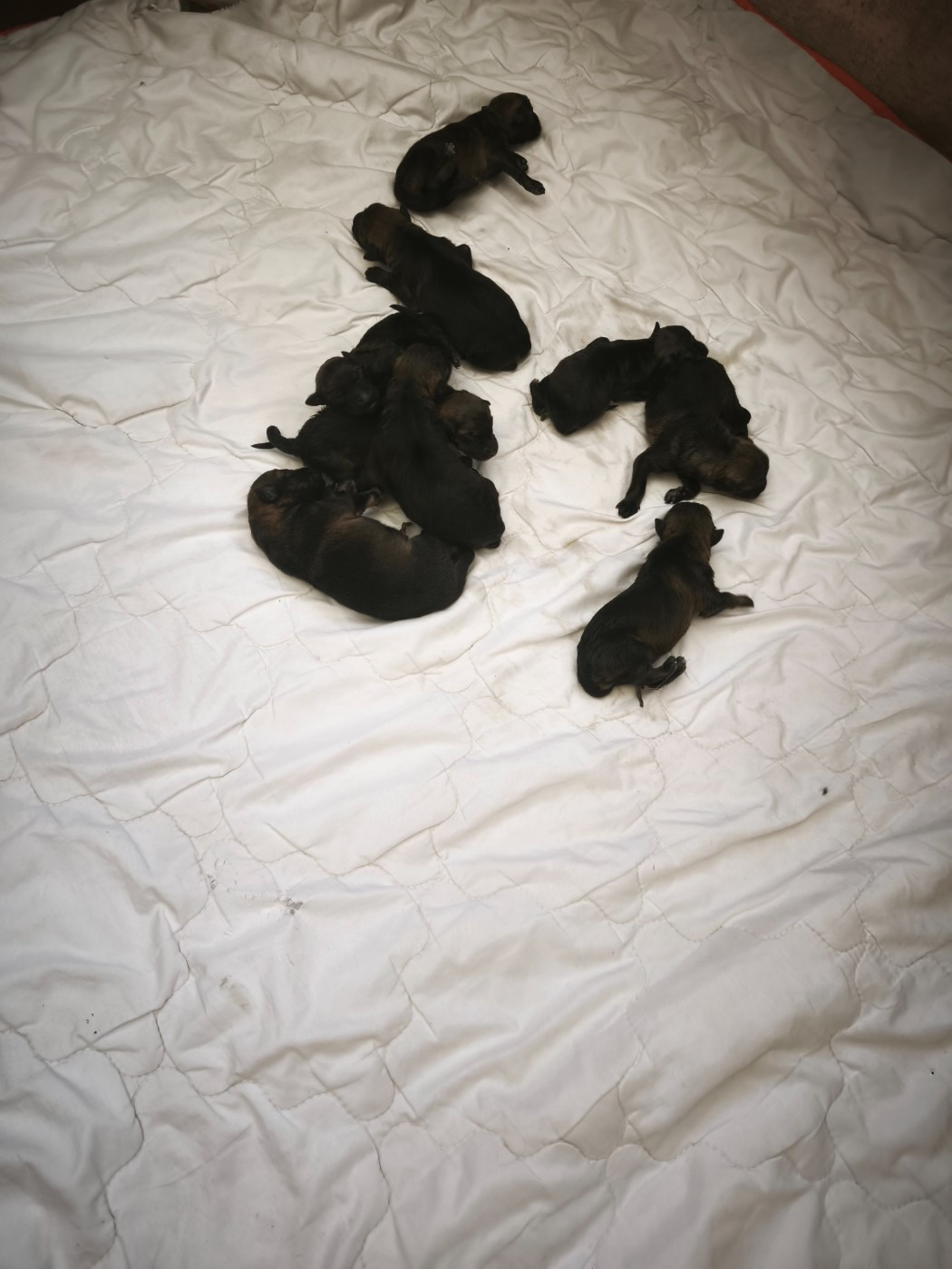 Les bébés sont nés !!!