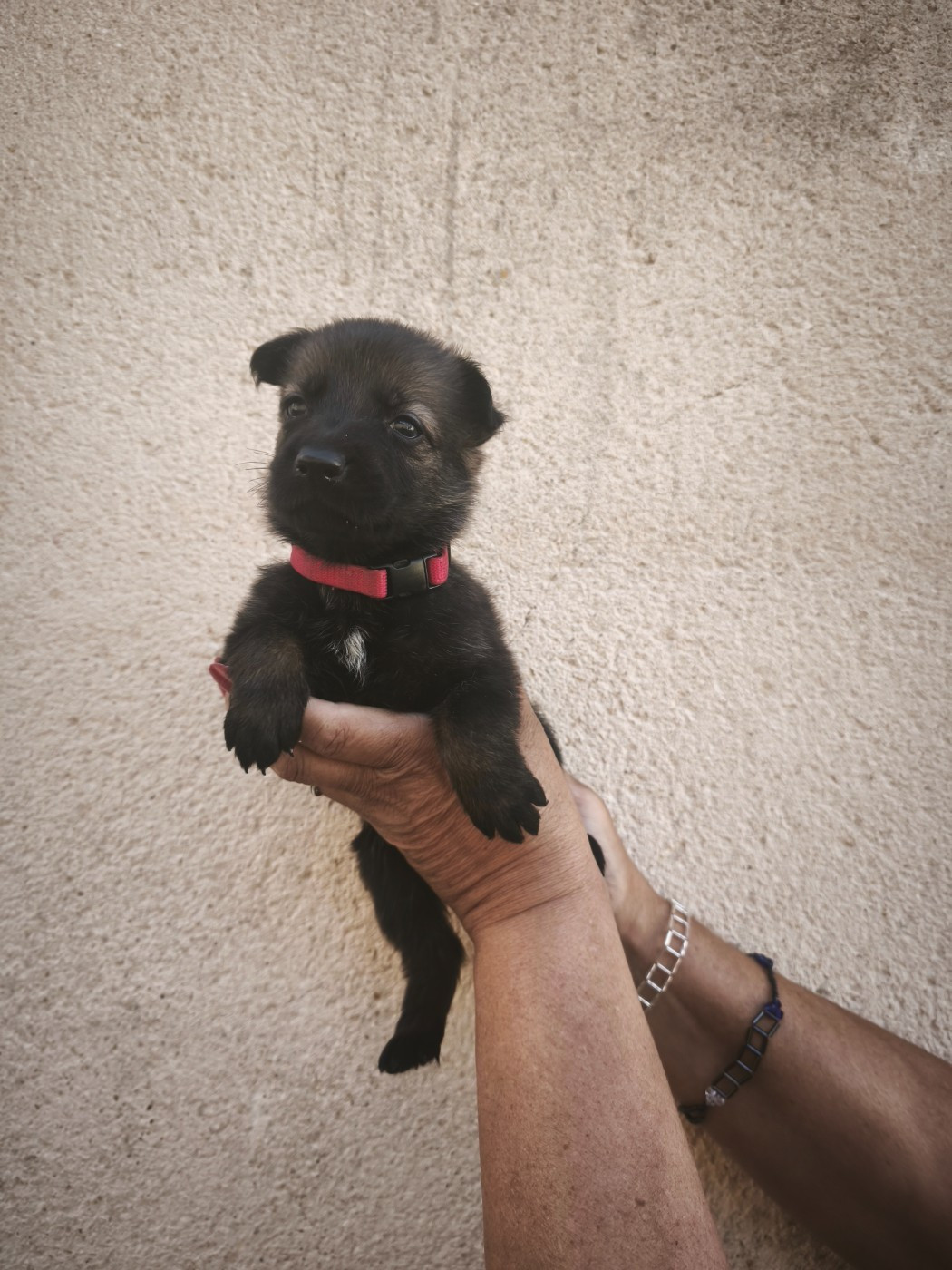 des Hauts du Bousquillon - Chiots disponibles - Berger Allemand