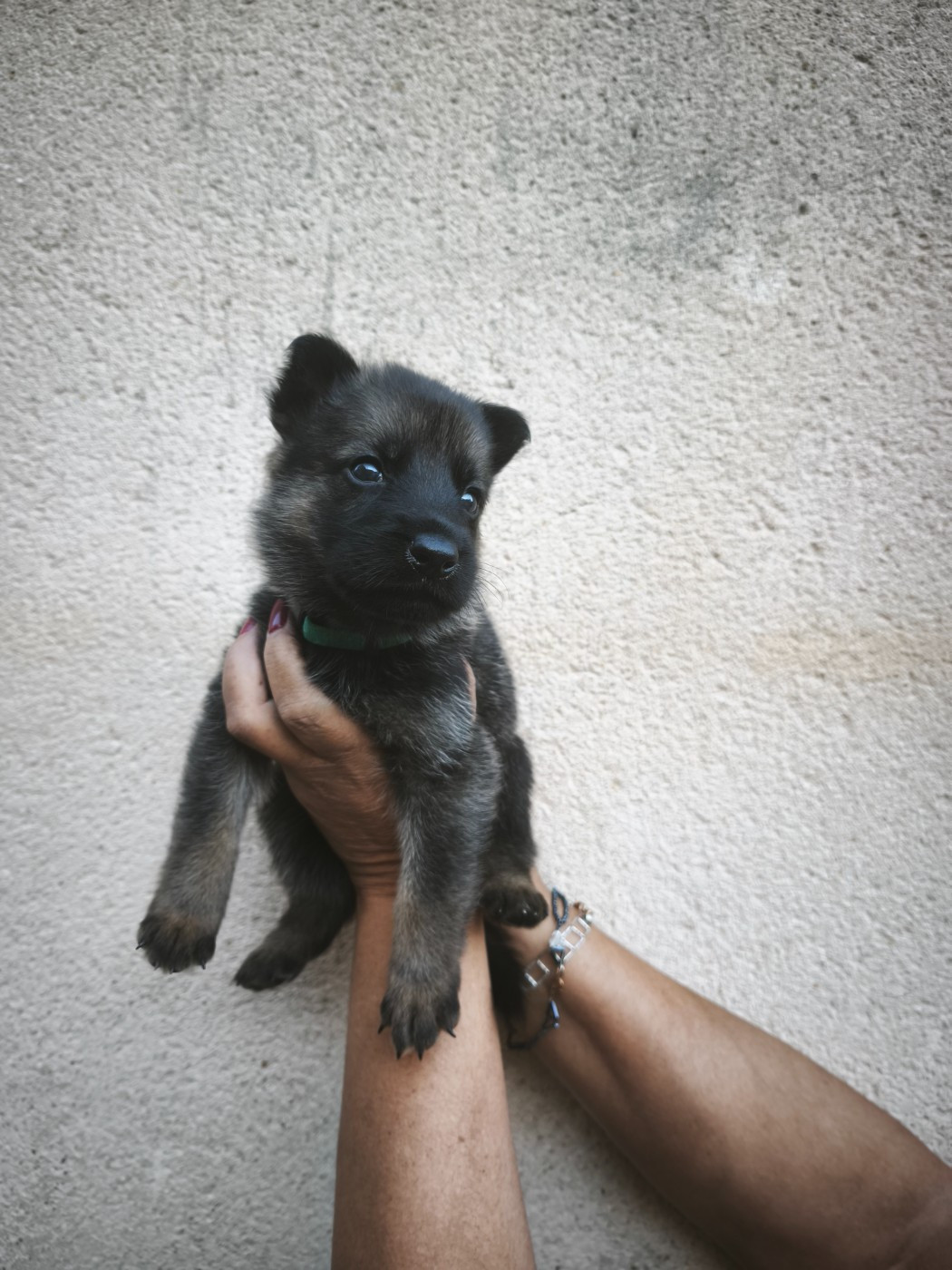 des Hauts du Bousquillon - Chiots disponibles - Berger Allemand