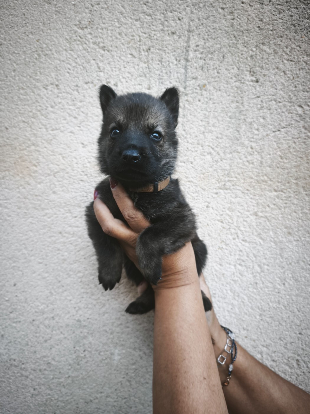 des Hauts du Bousquillon - Chiots disponibles - Berger Allemand