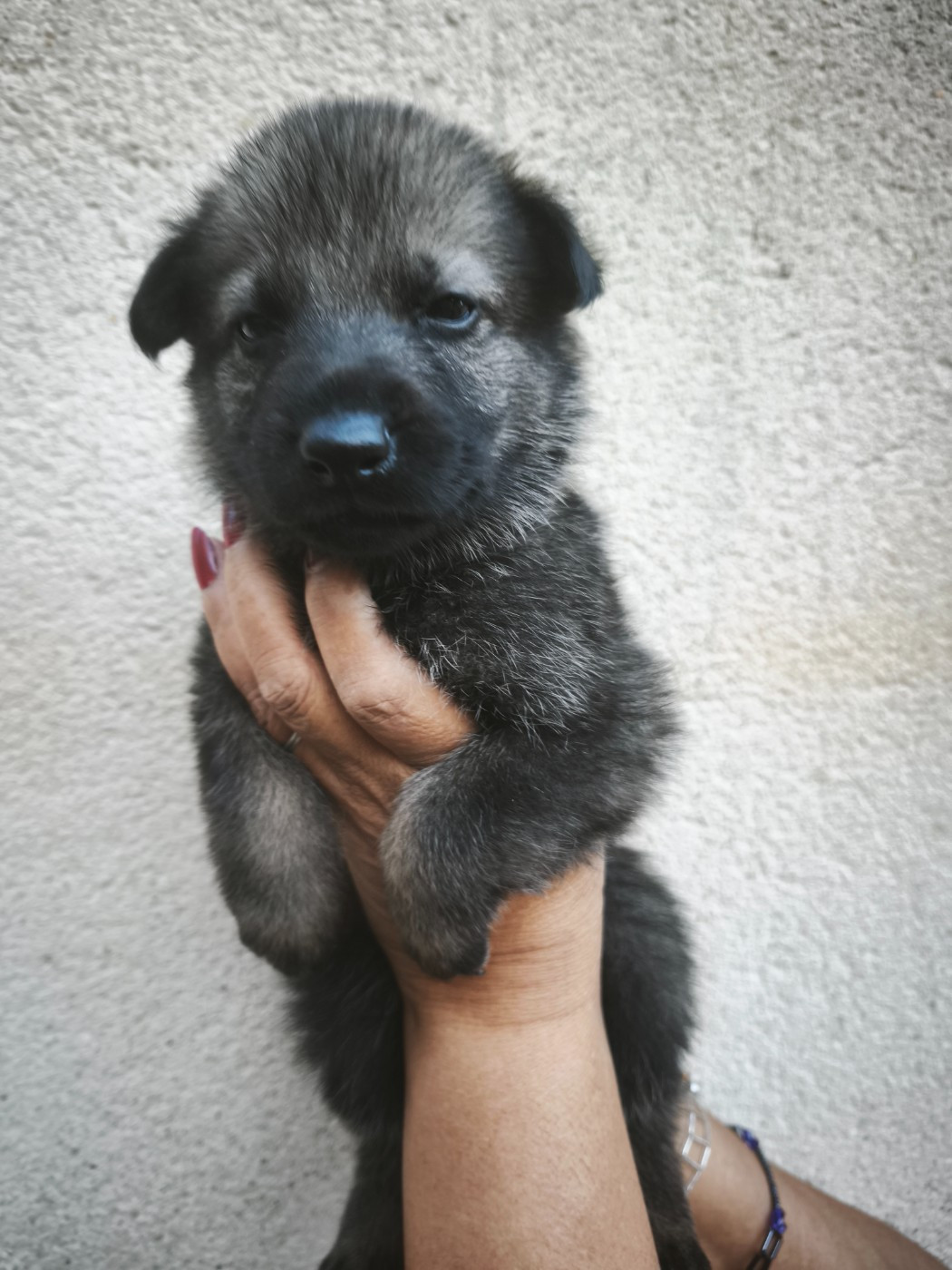 des Hauts du Bousquillon - Chiots disponibles - Berger Allemand