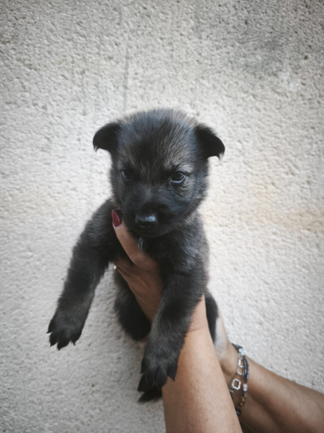 des Hauts du Bousquillon - Chiots disponibles - Berger Allemand