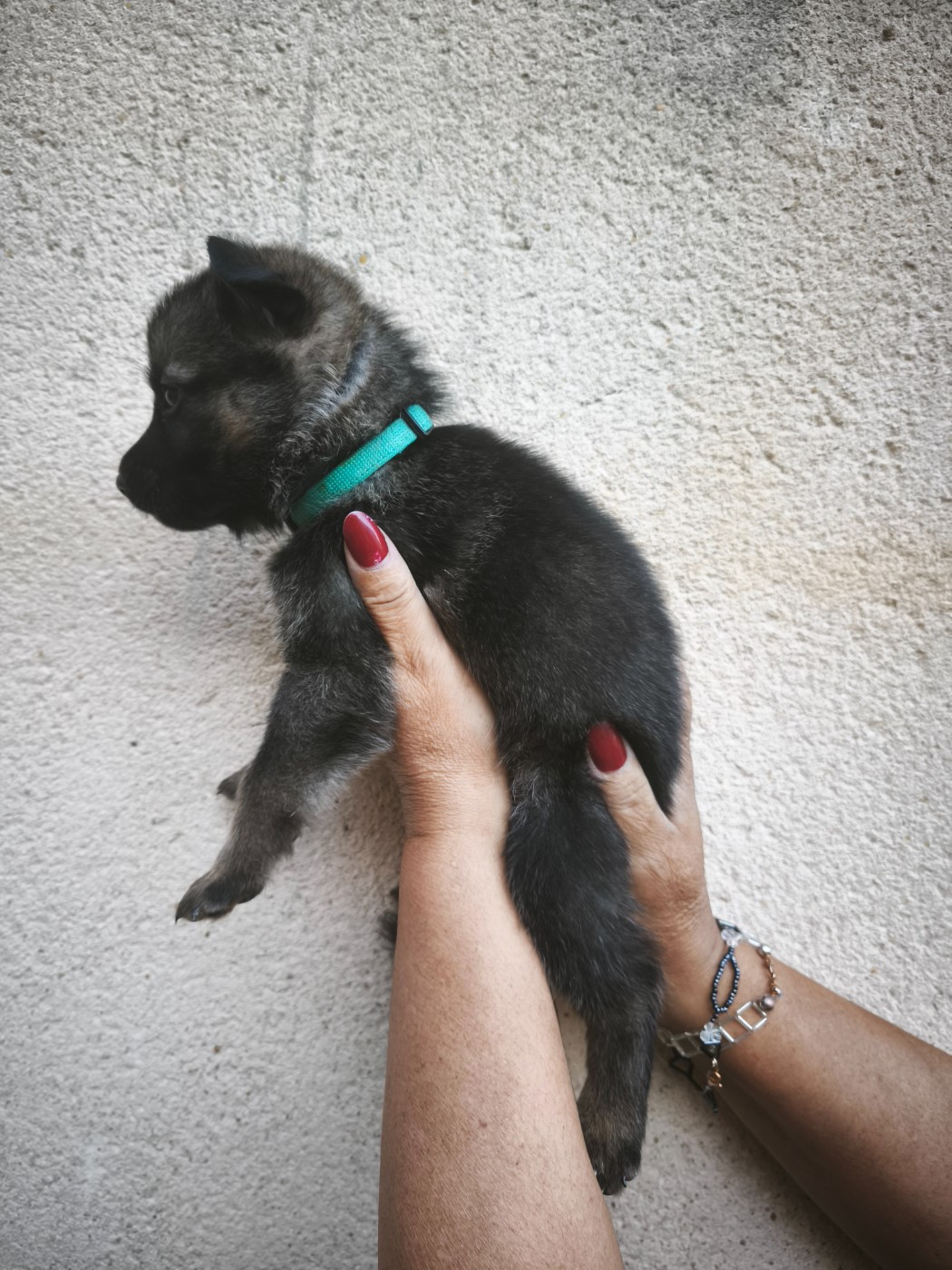 des Hauts du Bousquillon - Chiots disponibles - Berger Allemand