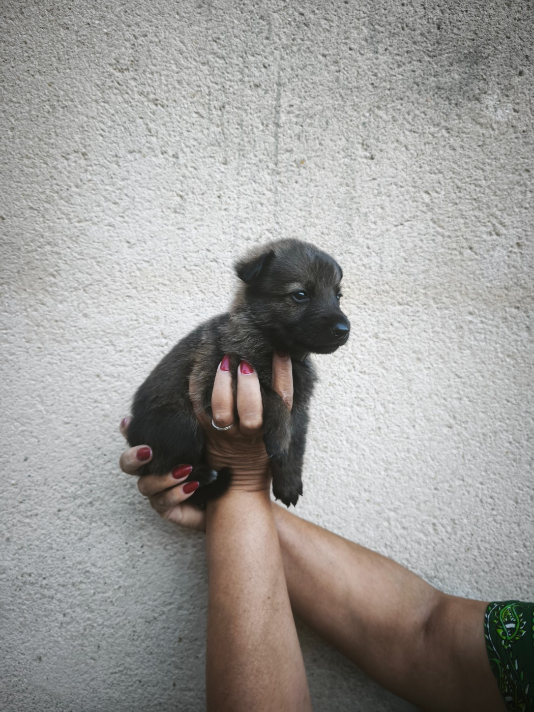 des Hauts du Bousquillon - Chiots disponibles - Berger Allemand